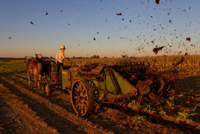 Nông dân Pennsylvania (Mỹ) dùng bò để kéo xe rải phân bón hữu cơ cho cánh đồng bắp của mình.
