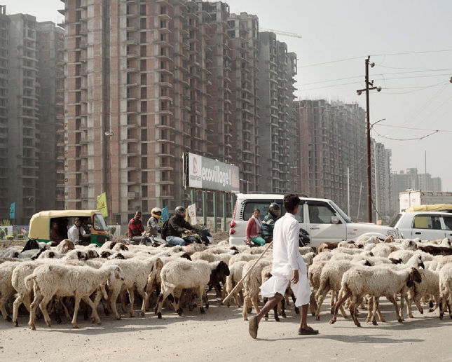 Mất đất nông nghiệp, nông dân ở Delhi (Ấn Độ) vất vả tìm kiếm nơi để thả đàn cừu.