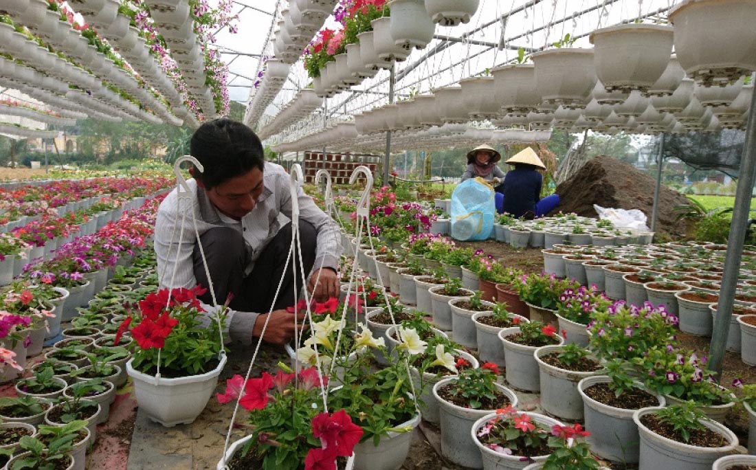 A local flower grower at work