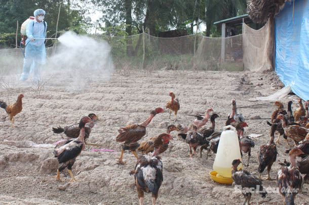 Spraying disinfectant at a poultry farm