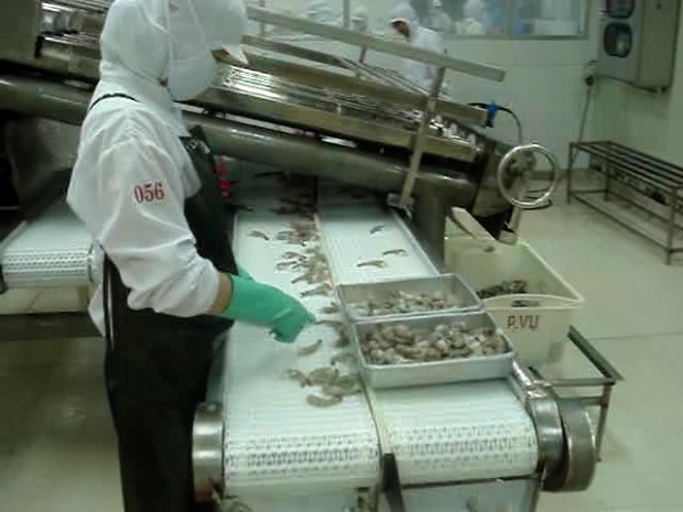 A worker operates a shrimp size grading machine at QCM company’s factory. Photo courtesy of Nguyễn 