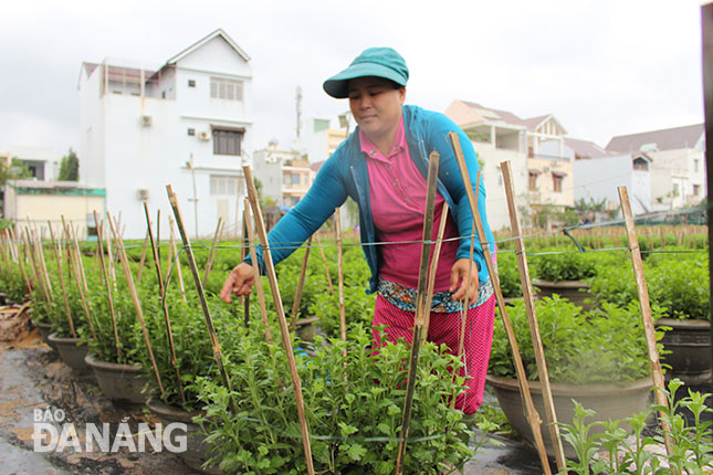 Nhờ có nguồn vốn vay dành cho người nghèo, chị Nguyễn Thị Nam Hải có điều kiện làm ăn thoát nghèo bền vững.