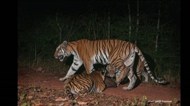 One of the wild tigers. (Source: englishnews.thaipbs.or.th)