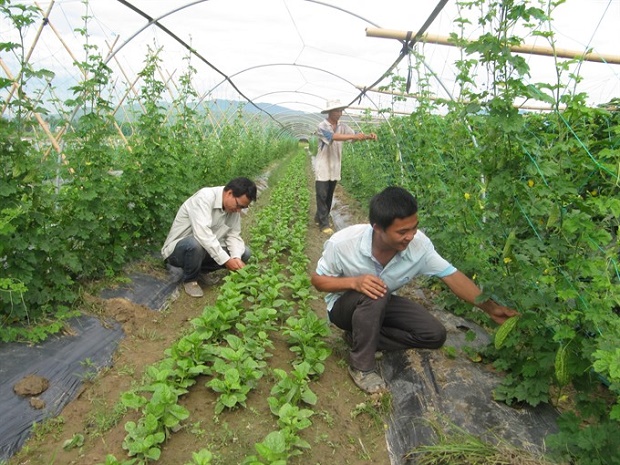 Farmers at a safe farm in Hòa Vang district in Đà Nẵng city. Đà Nẵng and Shandong, China will boost co-operation in farming, tourism and trade. VNS Photo Công Thảnh Read more at http://vietnamnews.vn/economy/373912/shandong-da-nang-to-seek-investment-in-agriculture.html#9FdxsZxdzK5FYdv0.99