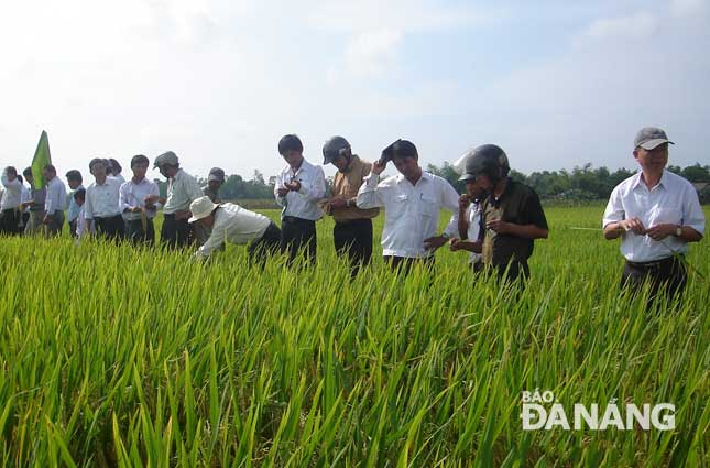 Hội thảo đầu bờ sản xuất giống lúa mới ở Hòa Vang 