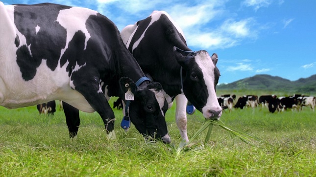 Các trang trại của Vinamilk có quy mô rất lớn với số lượng bò lên tới hàng chục ngàn con. Vấn đề kiểm soát bảo vệ mội trường luôn là mối quan tâm hàng đầu của Vinamilk.