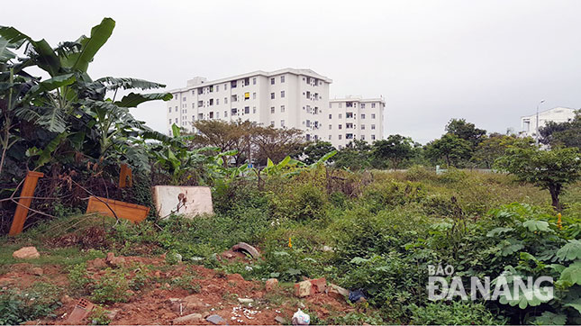 Cây dại mọc vượt khỏi đầu người, xà bần, giá hạ đổ tràn lan khiến cả khu vực hơn 2ha ở khu dân cư Phong Bắc luôn trong trình trạng mất mỹ quan đô thị.