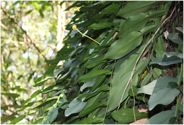 Ráy leo Kerr (cuống hoa dài gần bằng lá) tại Bà Nà, là cây thuốc có trong Sách Đỏ Việt Nam. Ảnh: P.C.T