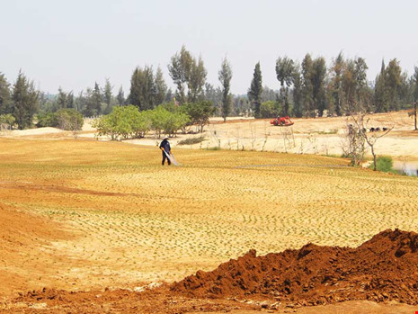 Những khu rừng phi lao phòng hộ trên 40 năm tuổi đã bị xóa sổ để trồng cỏ làm sân golf. Ảnh: TẤN LỘC