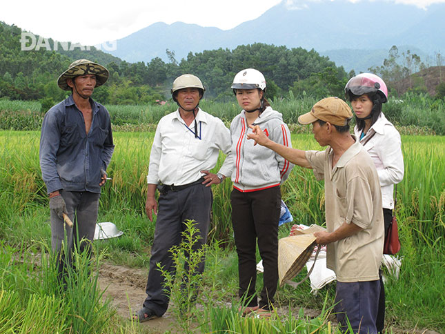 Chị Lê Thị Thu Hà (giữa), Chủ tịch UBND xã Hòa Bắc, huyện Hòa Vang xuống đồng lắng nghe tâm tư nguyện vọng của bà con nông dân. 							Ảnh: PHƯƠNG TRÀ