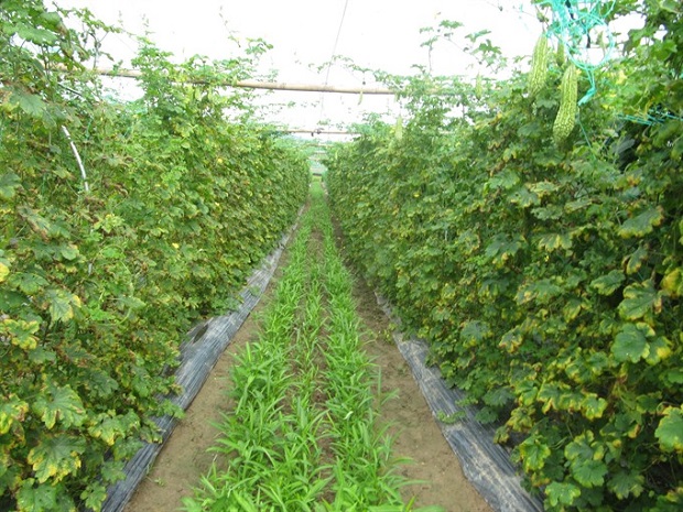 A local safe vegetable farm