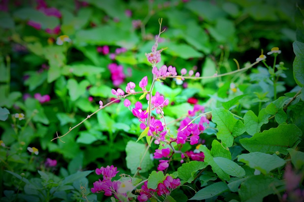 ‘Mot Thoang Tigon’ (A Moment of Coral Vine)