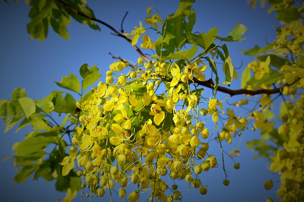 ‘Hoa Bo Cap Vang’ (Golden Scorpion Flower)