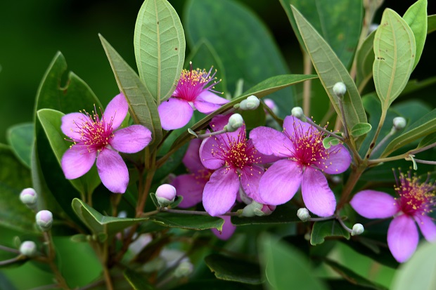 ‘Sac Tim Hoa Sim’ (Purple Colour of Rose Myrtle)