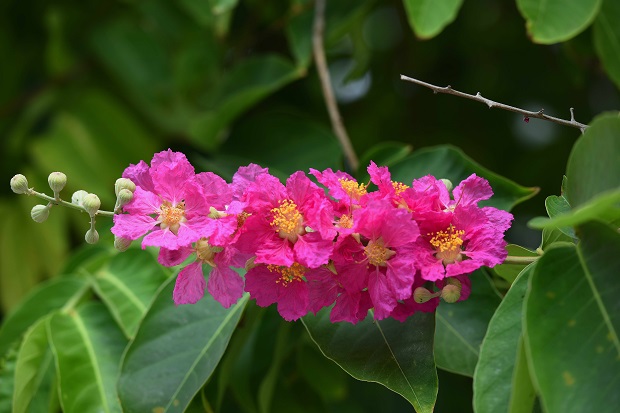 ‘Bang Lang Nui’ (Mountainous Giant Crape-myrtle)