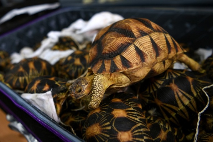 A seized endangered ploughshare tortoise is seen inside a bag following a press conference at the Customs Complex in Sepang on May 15, 2017. Photo by AFP/Manan Vatsyayana