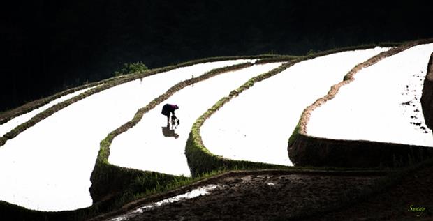 In the uplands, farmers only plant a single crop a year. When the first rains of the summer have fallen, local farmers also start bringing water into their fields.