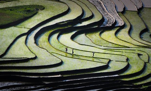 Rice terraces in the water season bring a wild look, a true natural phenomenon of the North-west.