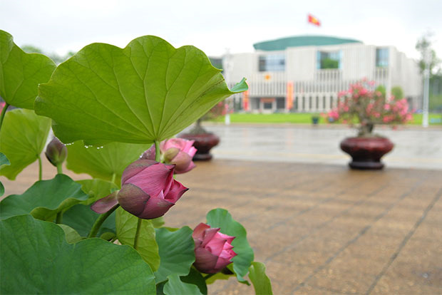 Pink May lotus buds at Ba Dinh Square.