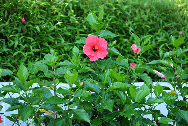 Hibiscus flowers in the Presidential Palace.