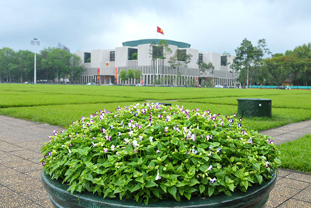 A pot of purple flowers at Ba Dinh Square, in the background is the National Assembly House.