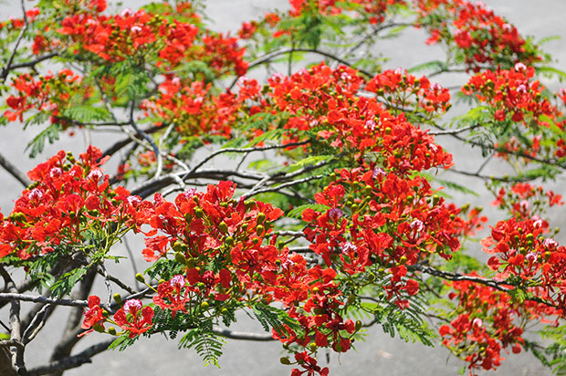 Red flamboyant flowers in Sen village, Uncle Ho’s father hometown.