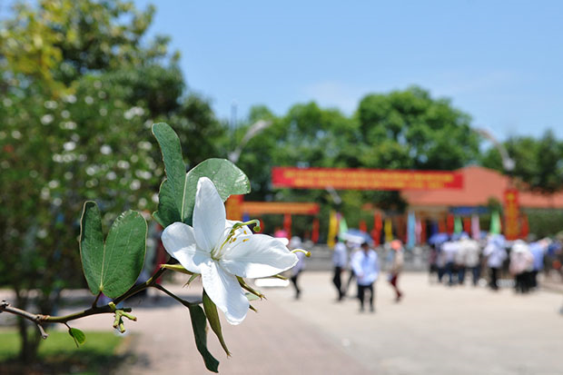 The White Ban flower of the northwestern mountainous region is grown and blossoms on the 127th birthday of Uncle Ho at the Kim Lien national historical and cultural relic site in Nam Dan district, Nghe An.