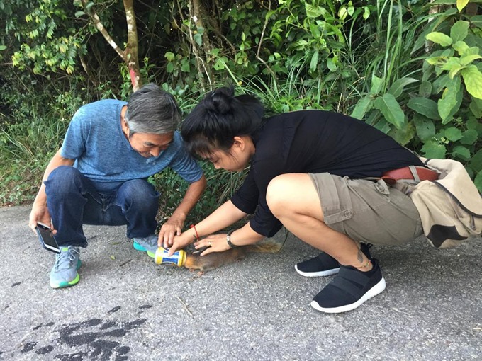 Volunteers rescue a crab-eating mongoose from a beer can trap in the Son Tra Nature Reserve today. 