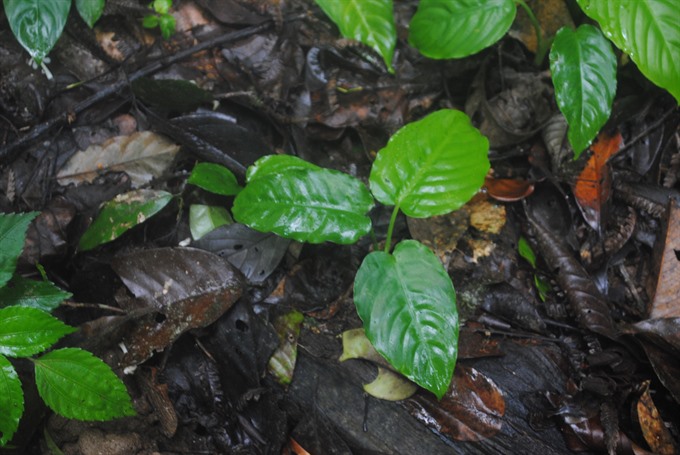 A rare plant is found in the forest of the Ba Na-Nui Chua Nature Reserve in Da Nang