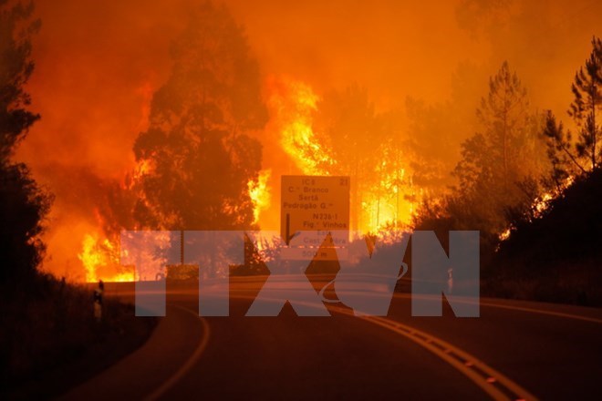 The forest fires (Source: EPA/TTXVN)