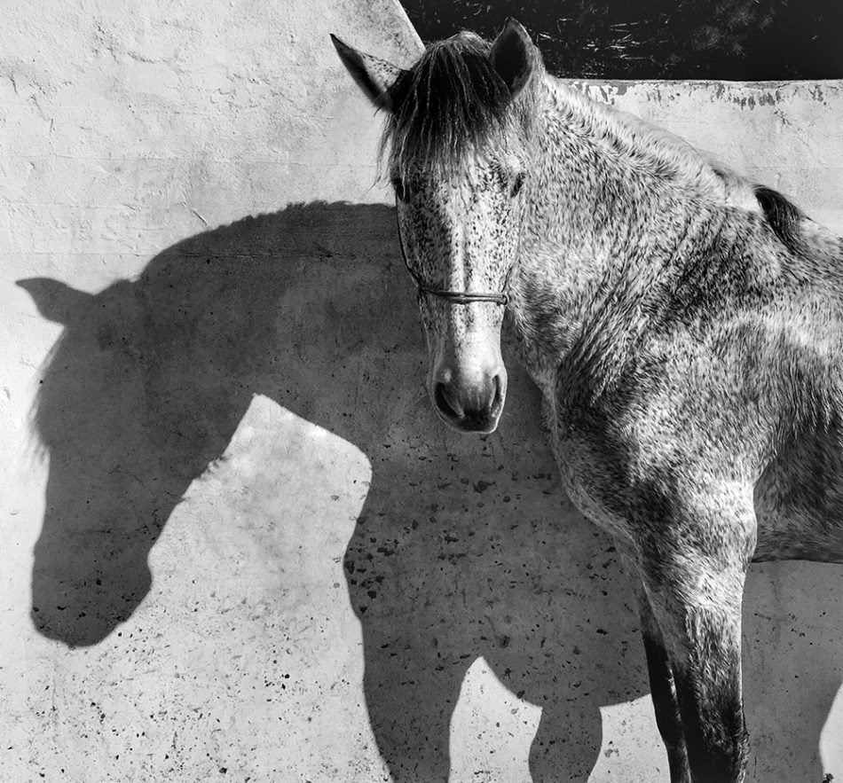 Bức ảnh chụp ngựa của Francesca Tonegutti đoạt Giải nhất thể loại ảnh động vật, iPhone 6.