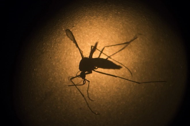 Eleven people in Thailand's central Phichit province were confirmed to be infected with the Zika virus (Source: AP/VNA)