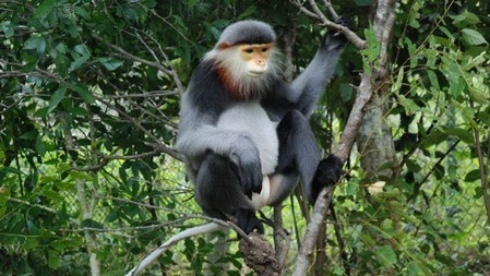 Black-shanked douc langur