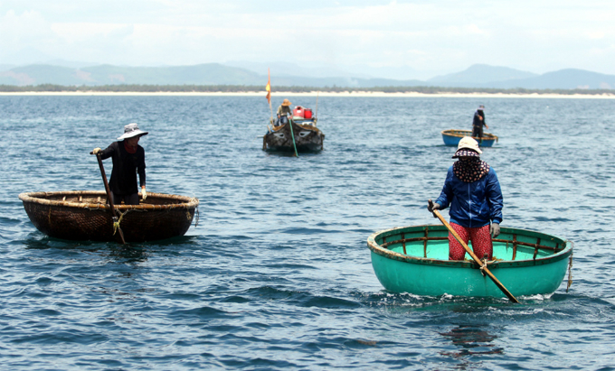 It’s algae time for fishers in Quang Nam Province in central Viet Nam between May and July. They paddle out in search of sargassum, a type of brown seaweed found in tropical oceans that can be used to make surgical thread, adhesive, fertilizer and pesticide, as well as alcoholic drinks.