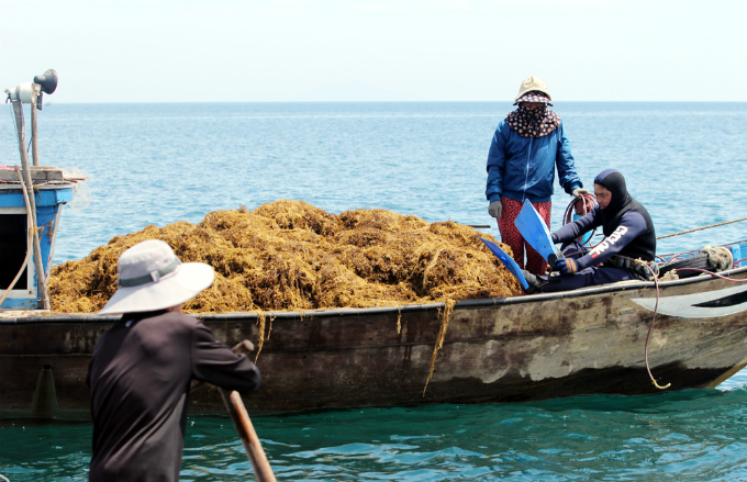 The algae can be found at depths of one to seven meters about a kilometer off the coast.