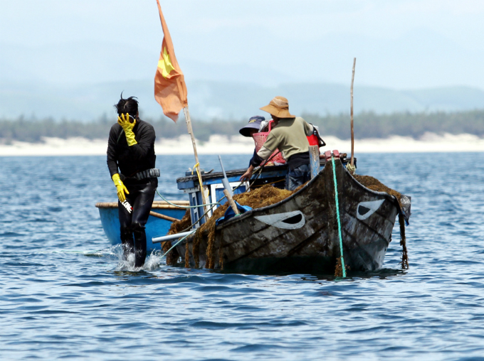 Locals say you need to be fit and strong to dive for algae. The men tie themselves to metal blocks weighing around five kilograms to stay underwater.