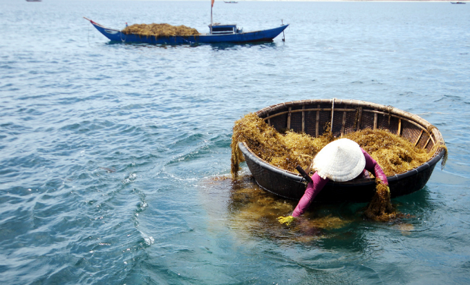 As a man sends the algae up, his wife collects it in a coracle.