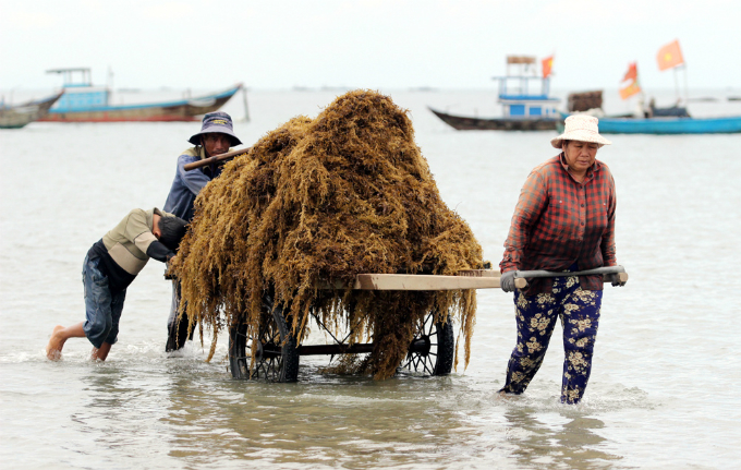 Each family can collect between 200-300 kilograms a day and earn more than VND50 million ($2,200) from the season, the same as Vietnam's average annual income for 2016.