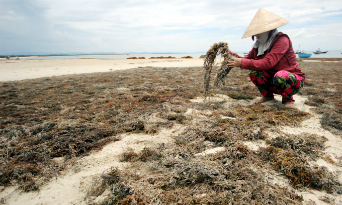 The algae is laid out to dry after it is harvested. Dealers also hire workers to clean sand and other trash from the algae, which earns them VND200,000 a day.