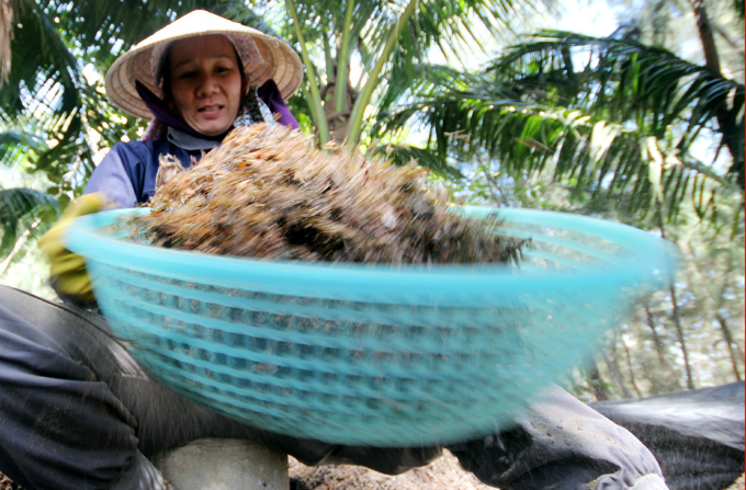 Locals say dealers pay them VND5,500 per kilo of algae, which will then be sold in China.