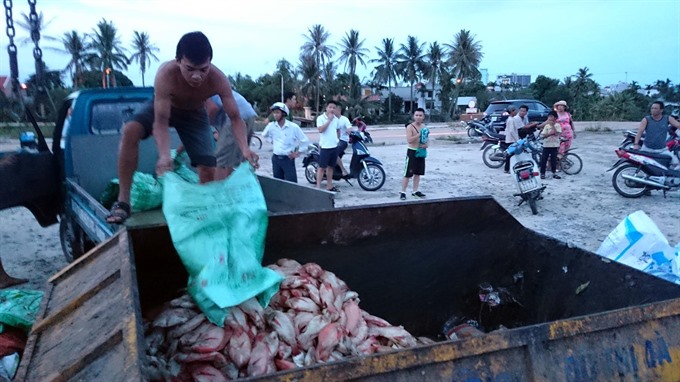 A farmer collects died fish in a section of the Cổ Cò River in Đà Nẵng City. More than 60 tonnes of fish died in mass on Monday (July 18th). — VNS Photo Lê Lâm Read more at http://vietnamnews.vn/society/380346/da-nang-sees-mash-fish-death-again.html#HJoxB3LamPGcuvTA.99