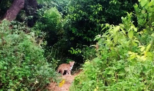 A suspected wildcat is seen lurking behind the bushes at the foot of Son Tra peninsula in this photo captured by Le Phuoc Chin.