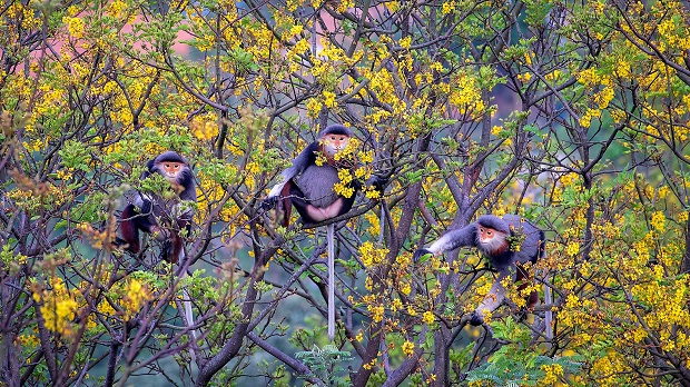 ‘Son Tra Mot Mua Hoa’ (Son Tra in the Flower Season) by photographer Huynh Van Truyen won a gold medal.