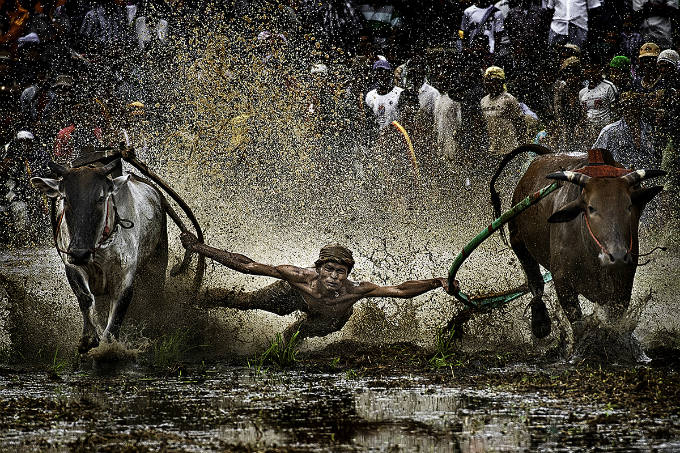 Bull racing in Indonesia.