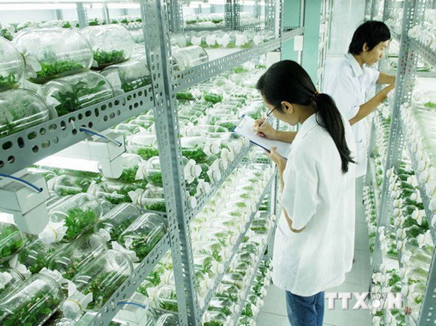 Nghiên cứu phát triển nông nghiệp công nghệ cao. Ảnh: Mạnh Linh/TTXVN