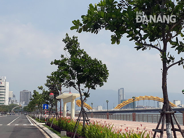 Green trees planted along Bach Dang