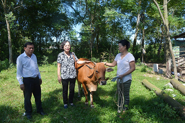 Bà Lê Thị Tám trao tặng bò giống cho chị Cao Thị Lê, hộ nghèo có trẻ em ở xã Hòa Sơn (huyện Hòa Vang).