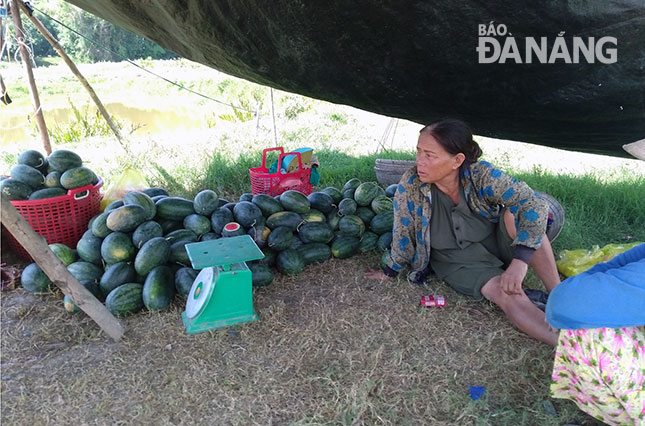 Bà Nguyễn Thị Nở mang mấy quả dưa mót lại từ một mẫu dưa bày bán ở vệ đường.