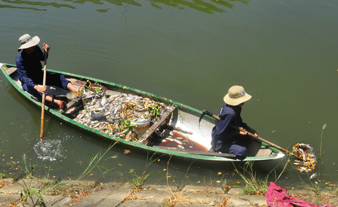 Dùng thuyền vớt cá chết