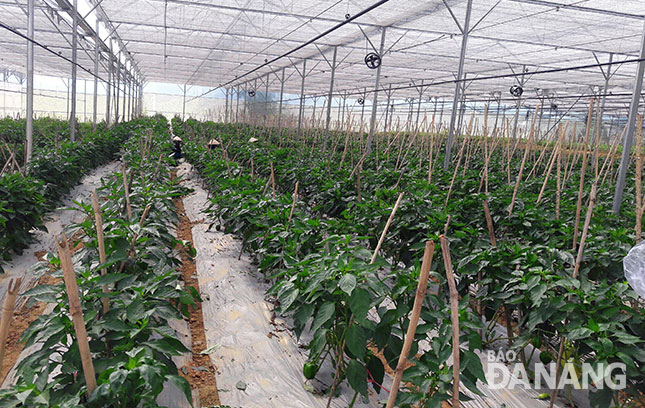 Mô hình rau, hoa, củ, quả thôn Trung Nghĩa (xã Hòa Ninh) được áp dụng công nghệ trồng từ Đà Lạt.
